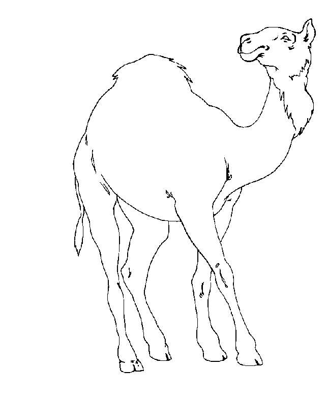 tier010.jpg